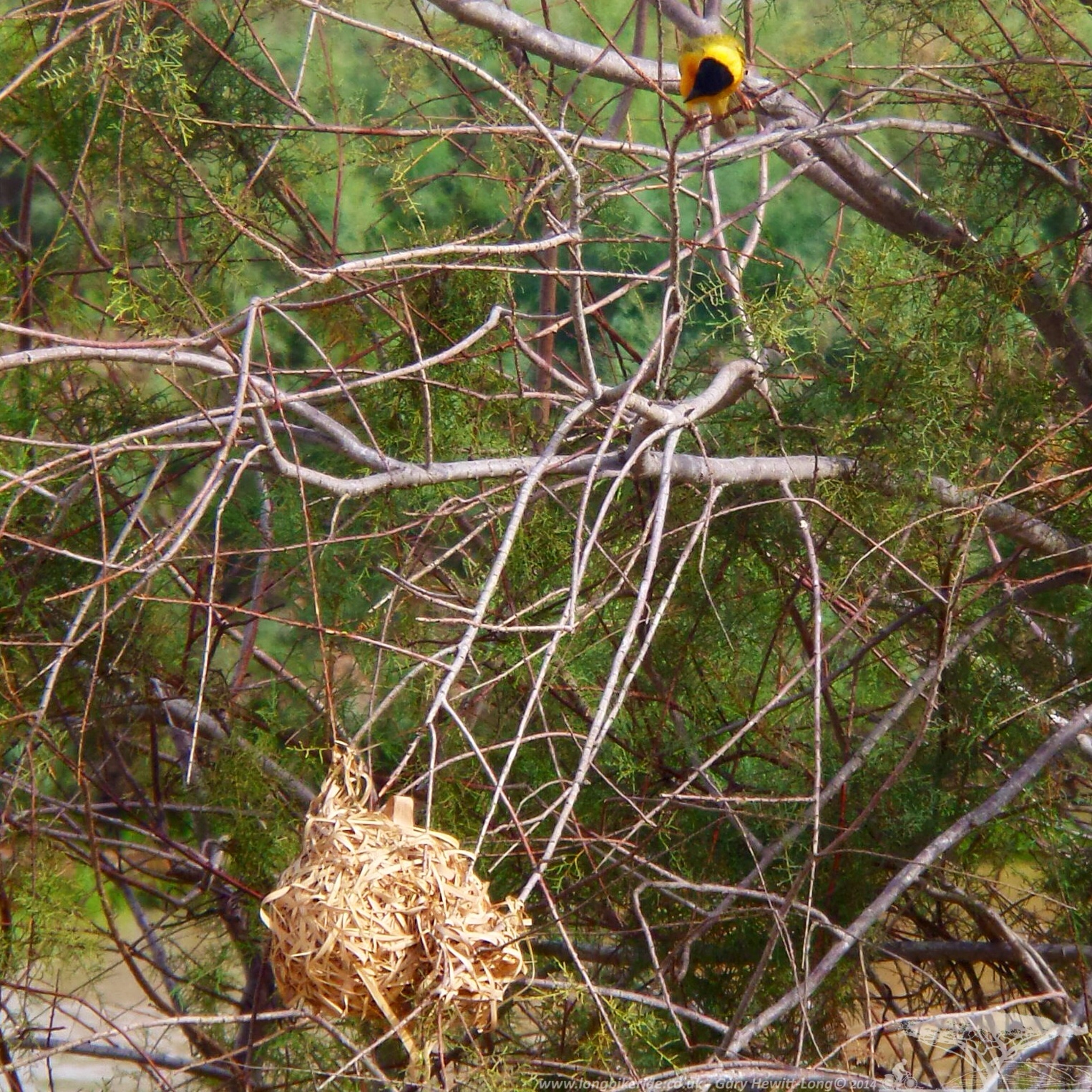 Weaver Bird building it's nest in Diawling Park