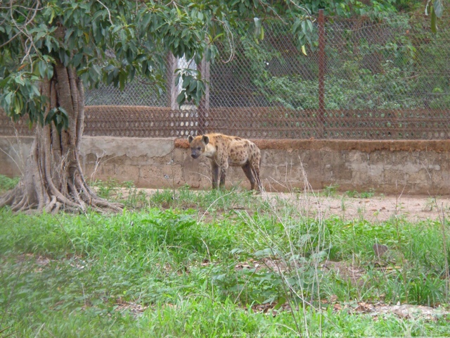 Hyenas - bigger than I thought!