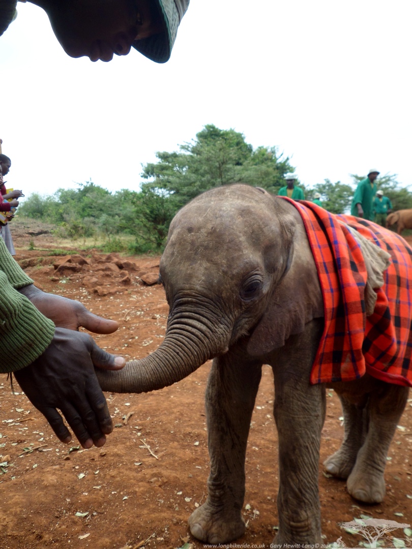 Keeper reassures a baby elephant 