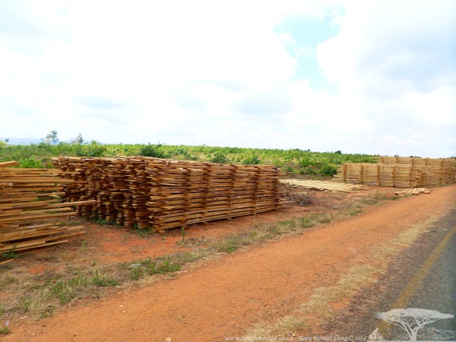 Cut Timber with Deforestation in the Background