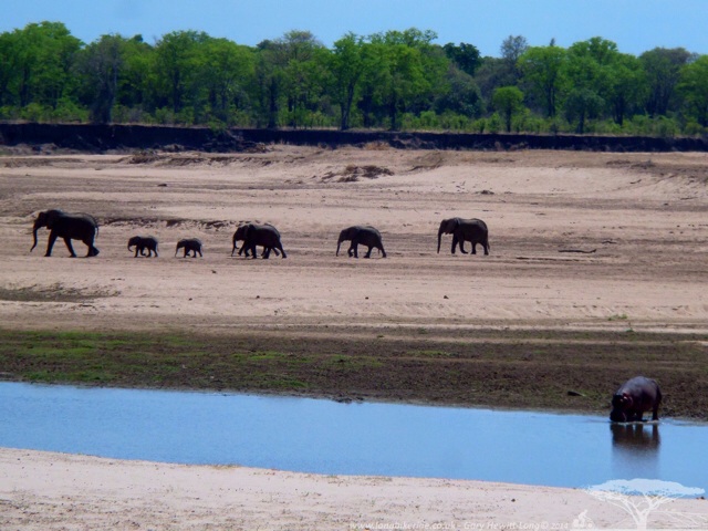 Elephants and a hippo drinking at the Luangwa River, Mfuwe, Zambia