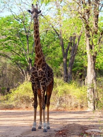 A Thornicroft Giraffe, South Luangwa, Zambia