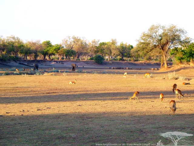 Lots of wildlife at sunset in South Luangwa, Zambia