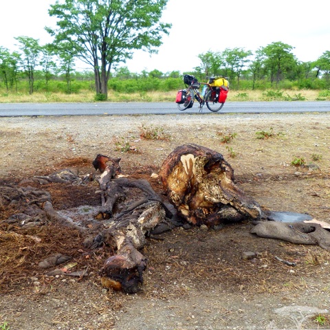 Roadkill, very sad, a dead elephant