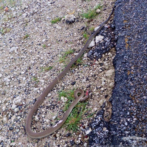 Roadkill Snake