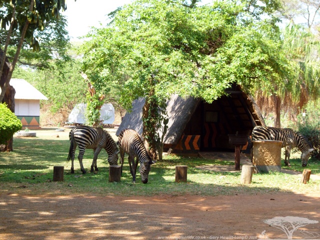 Zebra at Eureka, Lusaka, Zambia