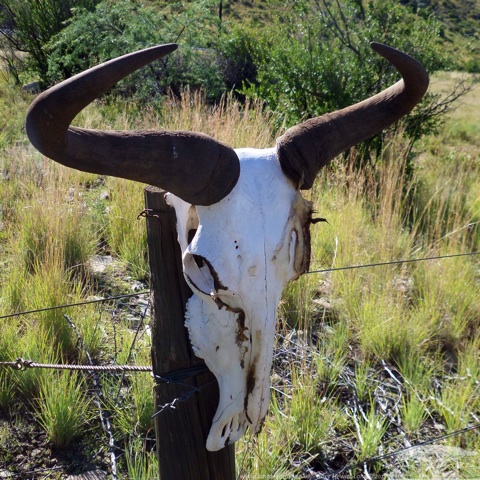 A Wildebeest skull in Bethulie, South Africa
