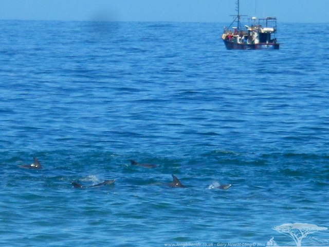 Dolphins swimming along the shore at Seaview